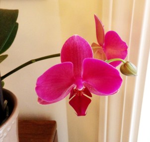 New buds on a rescue orchid prove that beauty sprouts when love is given.