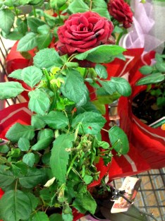 A rose in any condition still smells as sweet?