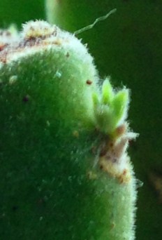 ...but a tiny shoot appeared...