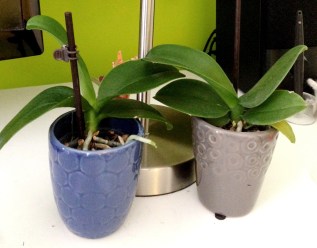 ...Now they sit on my desk, basking in the glow of my lamp. They've acquired new leaves, and one has an ambitious little root that, curious, pokes its head over the rim of the pot. Every day it grows a little longer, a little braver.