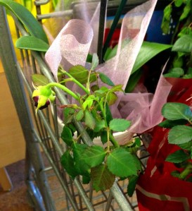 These roses deserve to live in the sun--not in a metal cage.