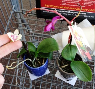 These orchids now sit on my desk basking in the glow of my lamp. They've acquired new leaves, and one has an ambitious little root that, curious, pokes its head over the rim of the pot. Every day it grows a little longer, a little braver.