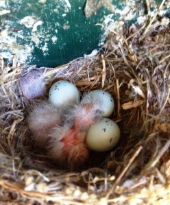 I give this mom props for finding a clever hiding place for her nest.