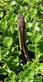 WitLoveKath - Selfies - snake