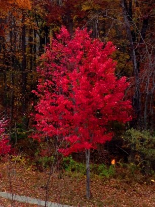 How nice to see this outside my window while I write